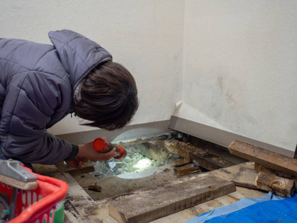 Best Basement Mold Removal  in Pompton Plains, NJ